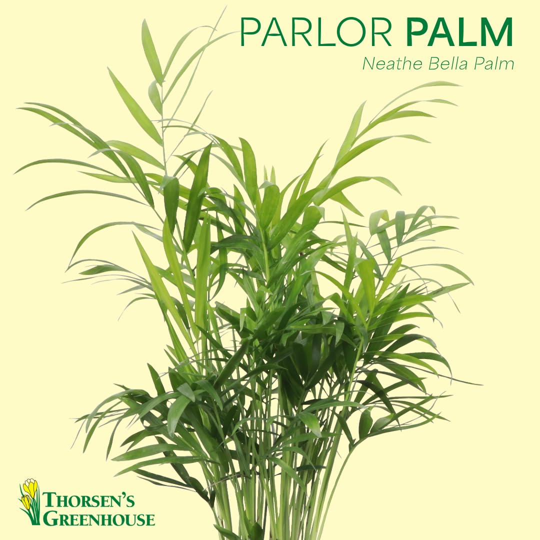 Thorsen's Greenhouse Parlor Palm Plant, Live Indoor Plant, Neanthe Bella Palm, Natural Air Purifier, Easy to Grow, Pet Safe Plant, 4-inch Diameter Pot
