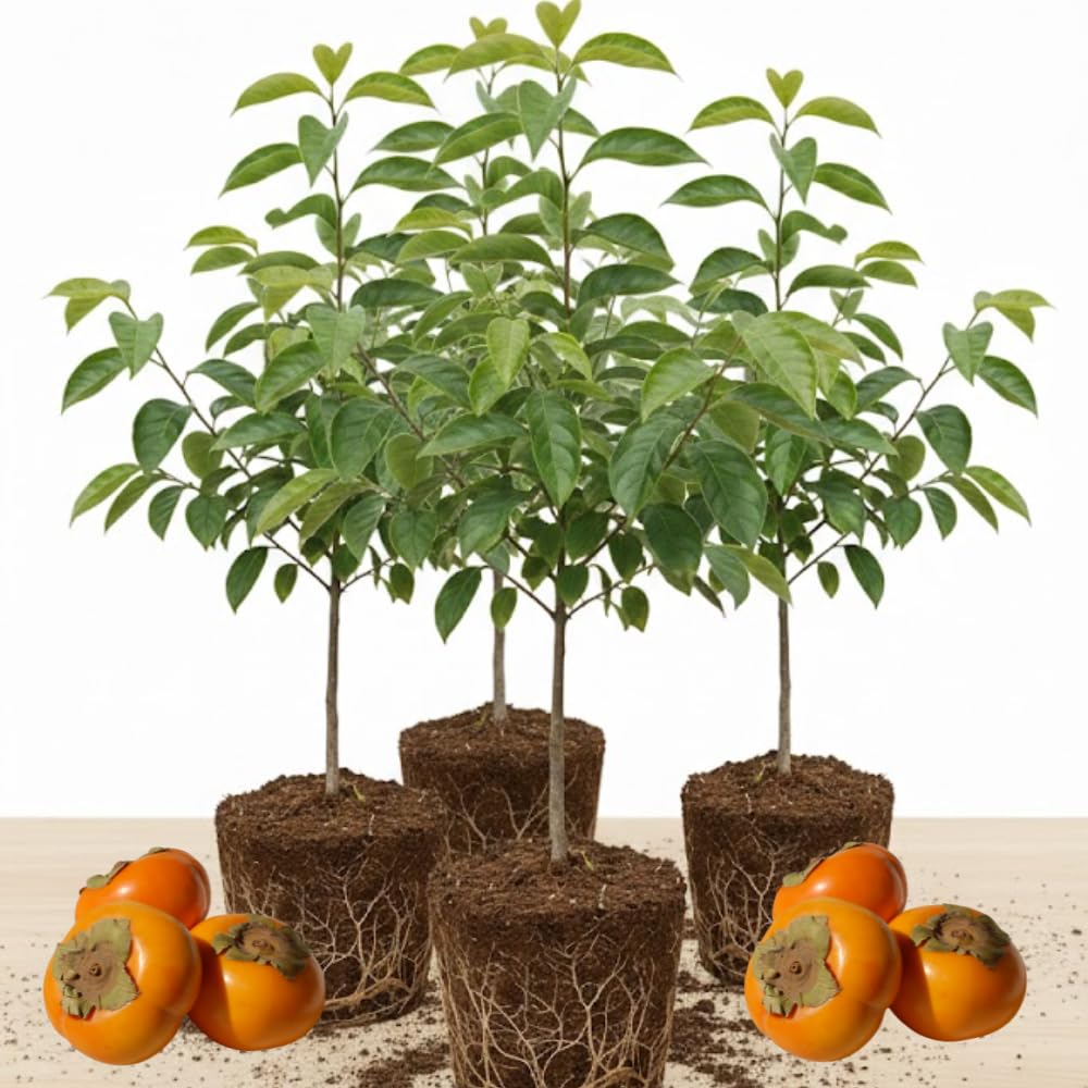 (No Ship to CA) 4 Persimmon Tree Live Plants | 1-2ft Bare Root Seedlings | Low Maintenance Nut and Fruit Tree Alternative & Well-Rooted | Dormant Plant