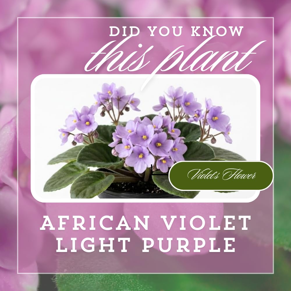 African Violets Live Plants, African Violet Plant Live in 4 Inches Pot, Violets Flowers Houseplant, 4-7 Inches Tall for Home Office Decor (Light Purple)