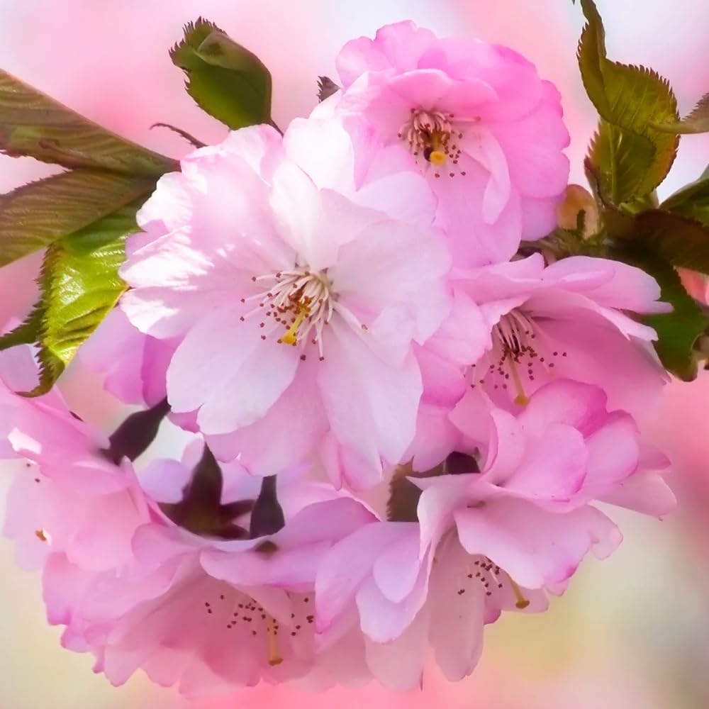 Cherry Blossom Tree, Live Ornamental Tree 6-12" Tall in Pot, Beautiful Spring Blooms for Outdoor Planting (Light Pink Cherry Blossom)
