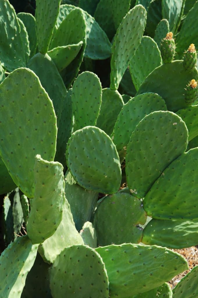 Spineles 3 Pads Thornless Edible Nopales Prickly Pear Cactus Opuntia Cacanapa Succulents Cutting Planting by Exotic-Succulent-Collection