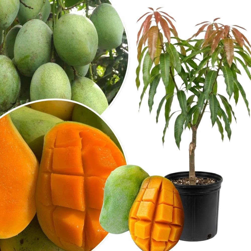 Ice Cream Mango Tree Live Plant, 2-3 Gallon Pot, Mango Plants Live, Grafted Dwarf Tropical Fruit Tree for Patio & Garden