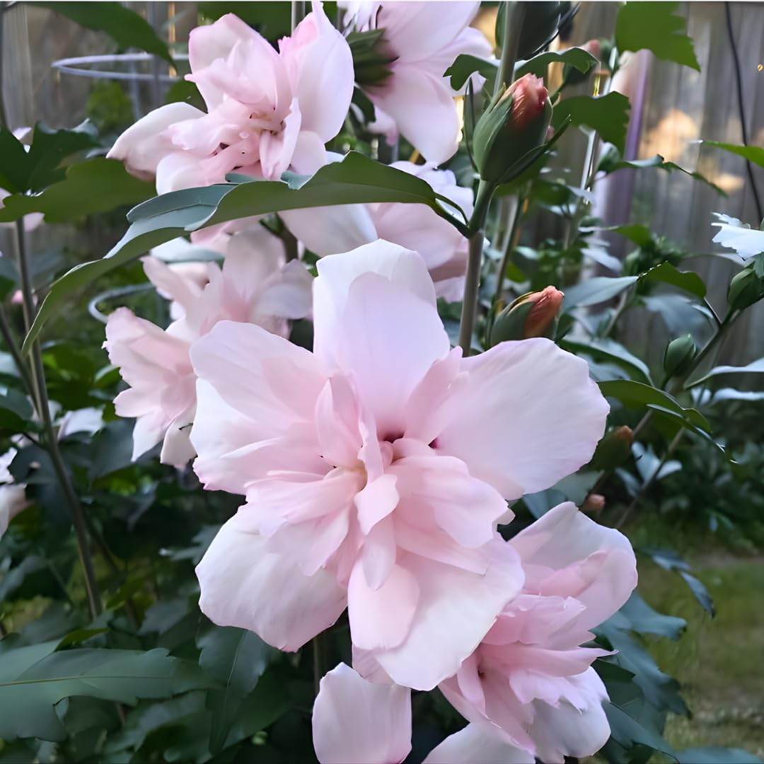2 Rose of Sharon Tree Live Plant - Pink Althea, 1–2 Feet Tall Pink Hibiscus Syriacus, Flowering Shrubs for Outdoor Planting and Garden Beds, Dormant Plant