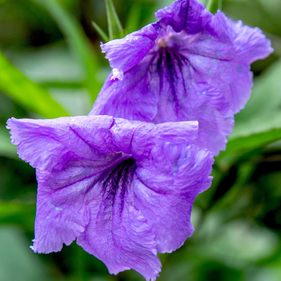 Pack 2 Hardy Mexican Petunia Live Plants - Ruellia Simplex Petunia Plants for Outdoor Gardens - 6 to 8 Inch Tall - Flowering Plants, Purple