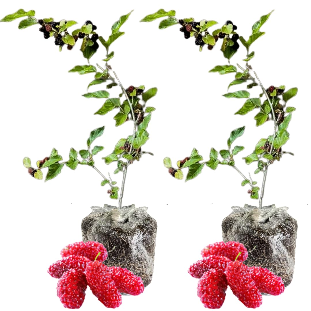 Pack 2 Mulberry Tree Live Plant for Growing 5 to 8 Inch Tall, Everbearing Mulberry Bush Live Plant, Mulberry Plant Live Home Garden (Red Mulberry)