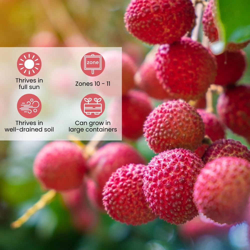 Sweetheart Lychee Fruit Tree, Lychee Tree Live Plant, Perennial Tropical Fruit Trees for Oudoor Garden, 3 to 4 Feet Tall, 3 Gallon Pot, No Ship to CA