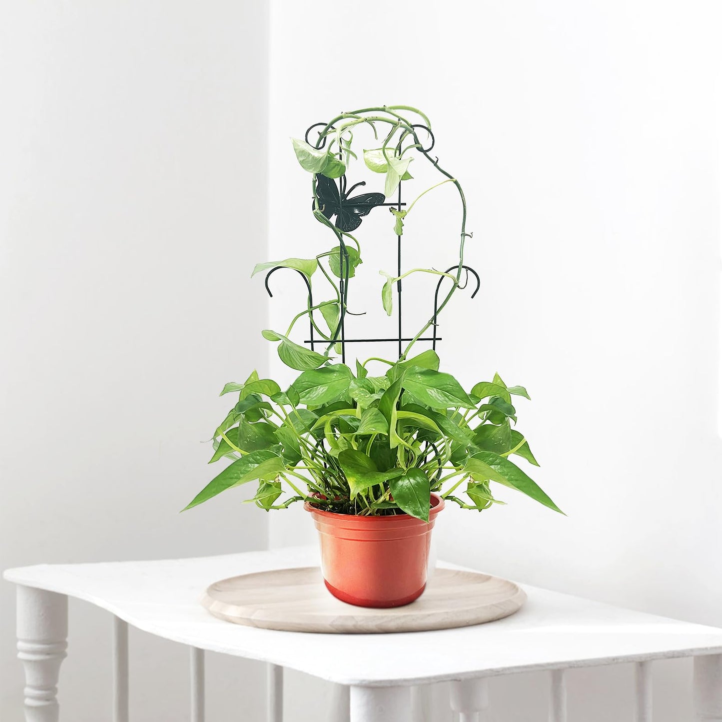 CHOUYUHE 23 Inch Plant Trellis for Potted Plants, Sturdy Metal Houseplant Trellis for Climbing Plants Indoor Outdoor, Rust-Resistant Plant Support for Monstera Pothos Ivy, 4 Pack (4, 23inch)