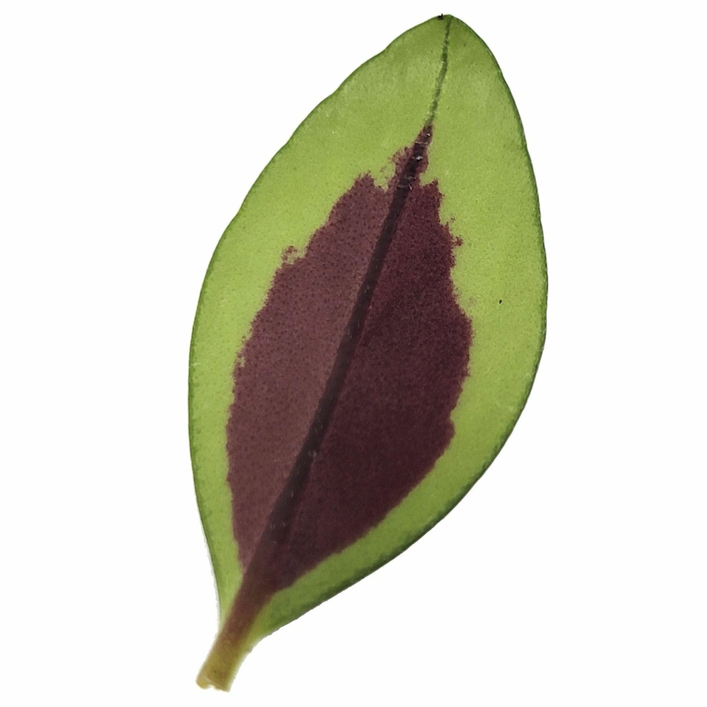 Nematanthus ‘Shady Lady Marlene’, Nematanthus ‘Shady Ladies Marlene’, Goldfish Plant, houseplant, Shiny and Vibrant Foliage, Container Size: 3" (2.6x3.5)