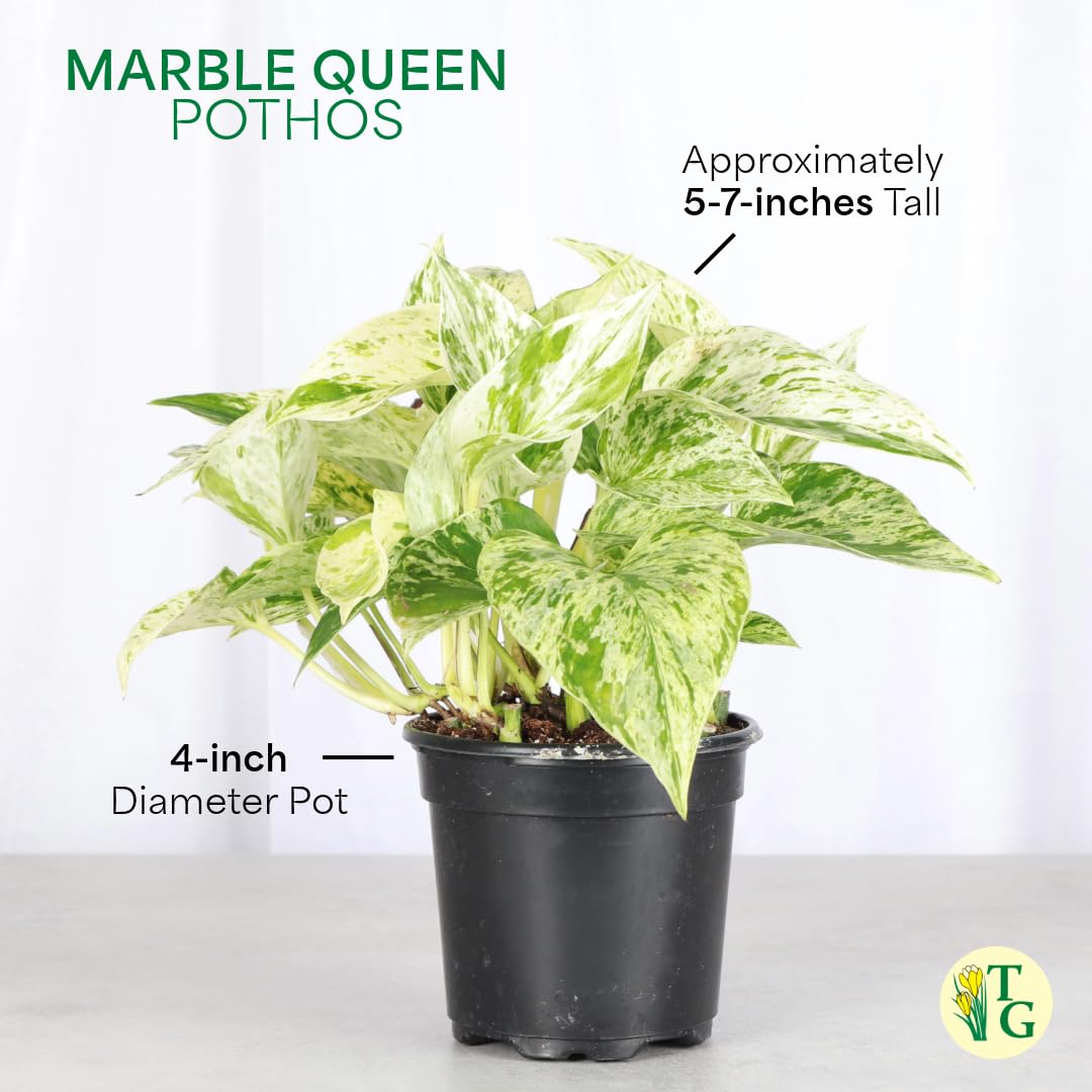 Thorsen's Greenhouse Marble Queen Pothos, Live Indoor Plant, Easy to Grow, Rare Variegated Houseplant, Natural Air Purifier, 4-inch Diameter Pot (Natural)