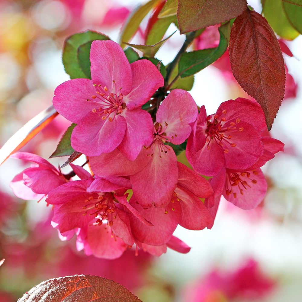 Centurion Crabapple Tree, Vibrant Pink-Red Blooms, Cold Hardy, 2-3 feet Tree Height, 1 gal. Nursery Pot (Due to Agricultural Laws, we Cannot Ship to CA, AZ, AK, or HI)
