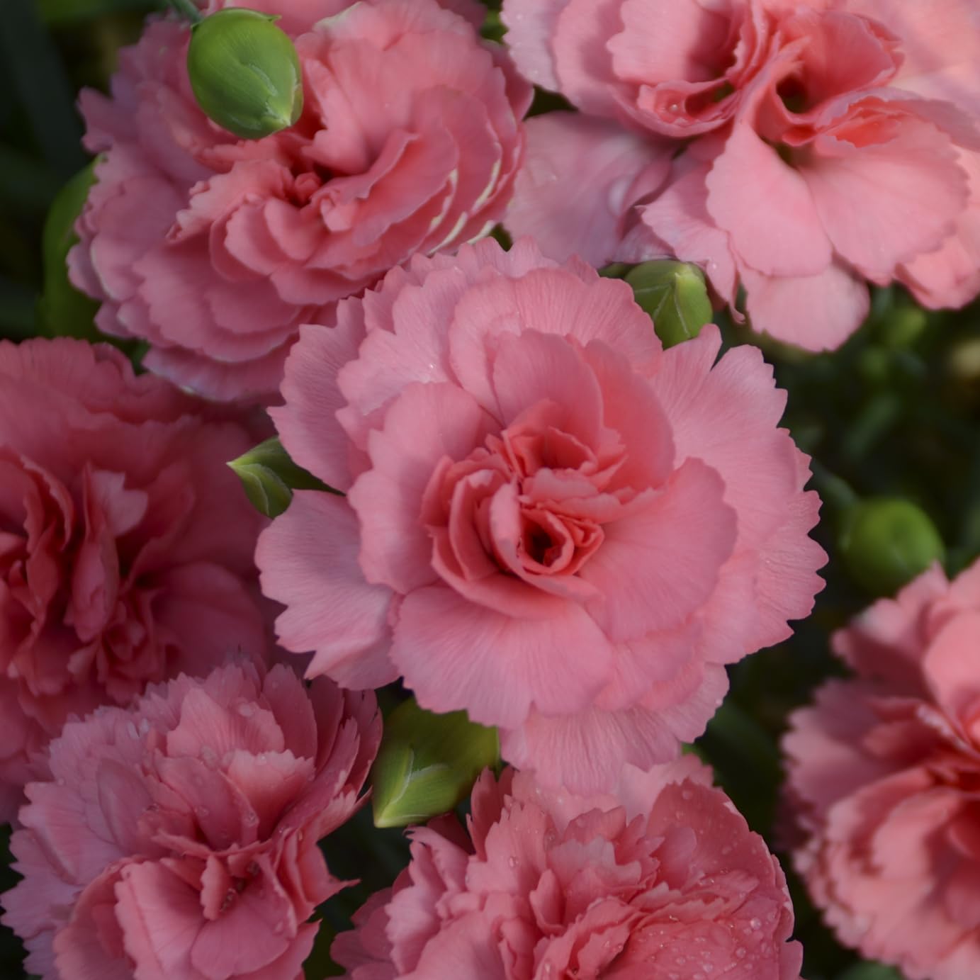 Live Plant from Green Promise Farms, Proven Winners Dianthus Fruit Punch Classic Coral Pinks, Pink Flowers - #1 Gallon Container - This Plant Does NOT Ship to AZ, CA, HI, ID, MT, NV, OR, PR, UT & WA!