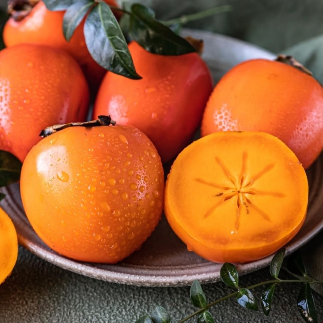 American Persimmon Tree Live Plant, Persimmons Fruit Plant Live, Zone 9 to 11, 5 to 7 Inc Tall Well Rooted