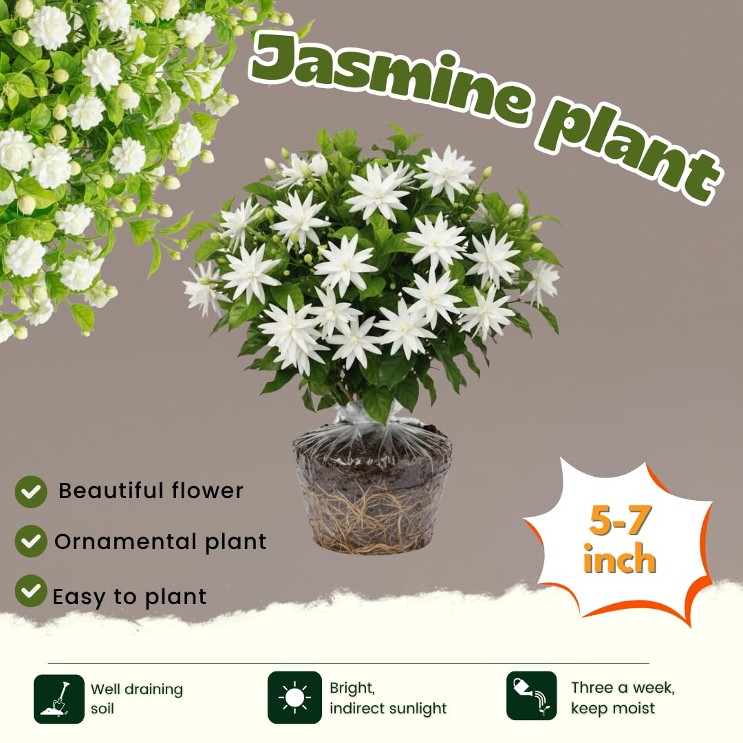 2 Jasmine Plants Live, Jasmine Flower Plant Indoors Outdoors, Climbing Vine Plant, 5 to 8 Inc Tall