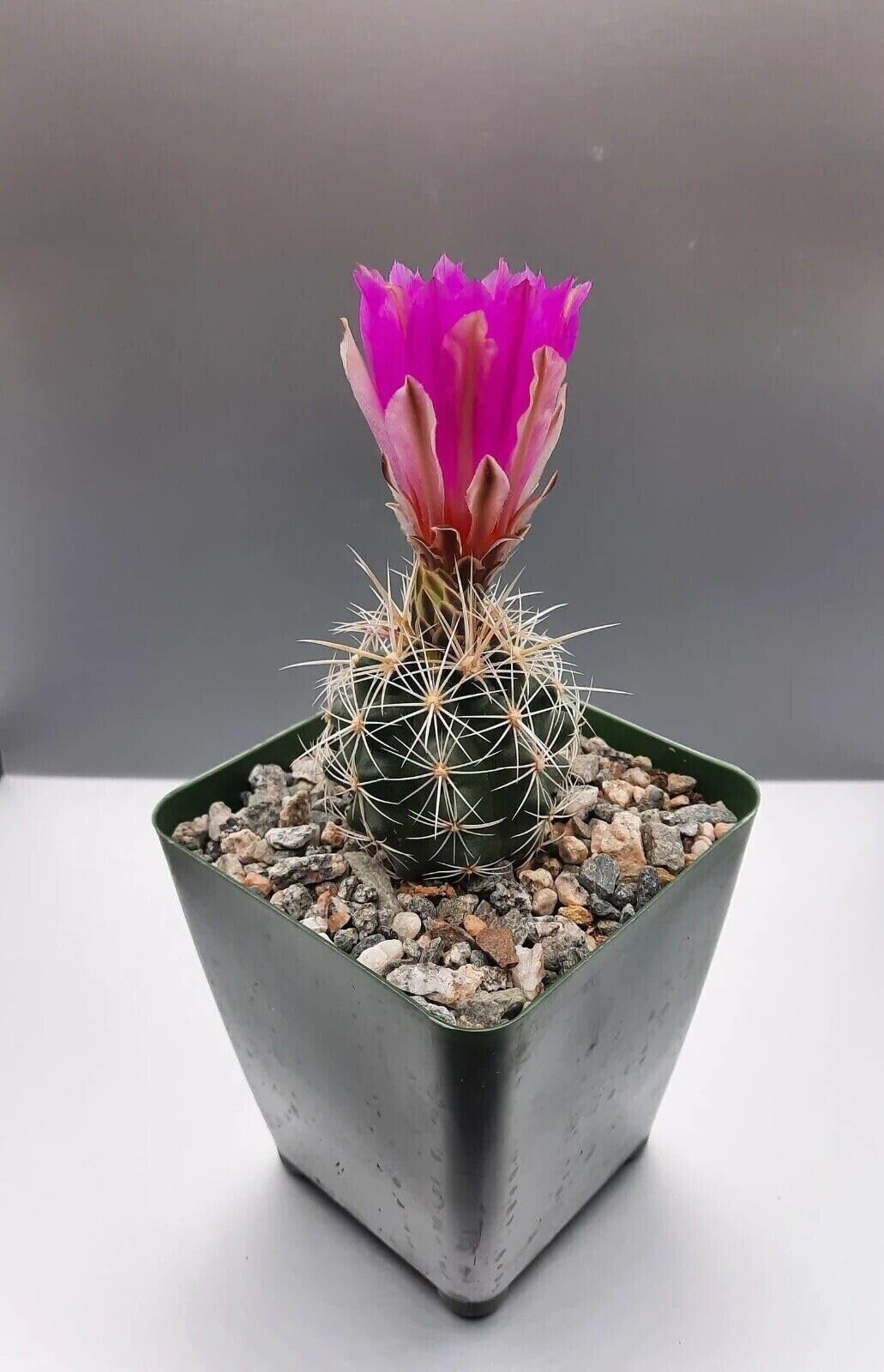 Glory of Texas Cactus (Thelocactus Bicolor) - Live Plant - Award-Winning Blooms - Attracts Pollinators