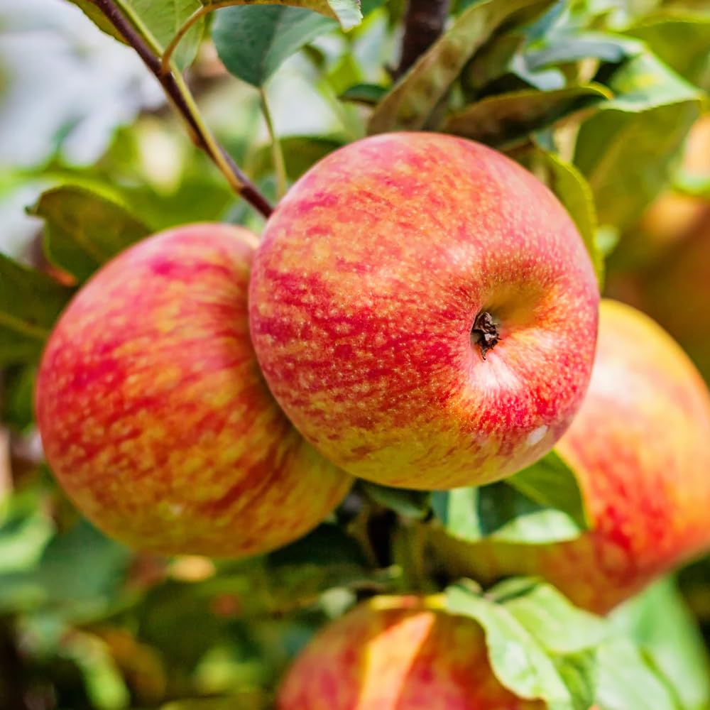 Honey Crisp Apple Tree Live Plant, Apple Plant Live for Planting, Bareroot 2-3 Feet Tall, Apple Fruit Tree Ready to Grow Your Garden