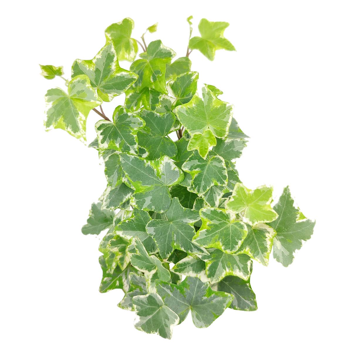 Golden English Ivy (4" Grower Pot) - Healthy Houseplant - Easy Care Indoor Houseplant