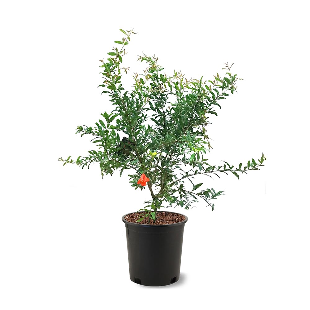 Russian Pomegranate, 5 Gallon Live Nursery Pot, Delicious Red Fruit| Arbor Day Foundation (Due to Agricultural Laws, Unavailable to CA, AZ, TX)