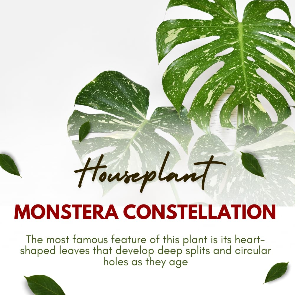 Monstera Plant Live, Starter Plant from 4-6 Inch Tall, Split Leaf Houseplant, Live Monstera Plants Indoor (Constellation)