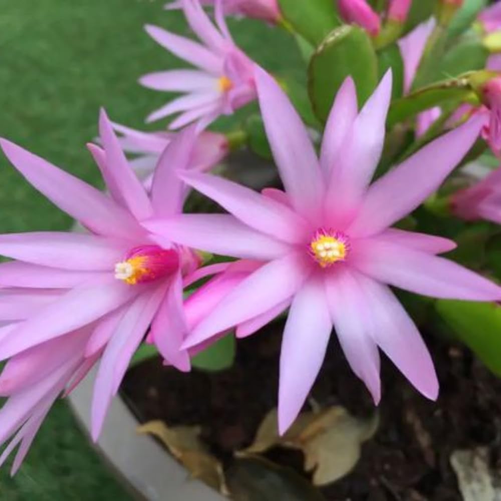 Light Pink Easter Cactus Plant, 4 to 6 Inch Tall Live Spring Easter Cactus, Ornamental Flower Houseplant for Indoor Oudoor Garden
