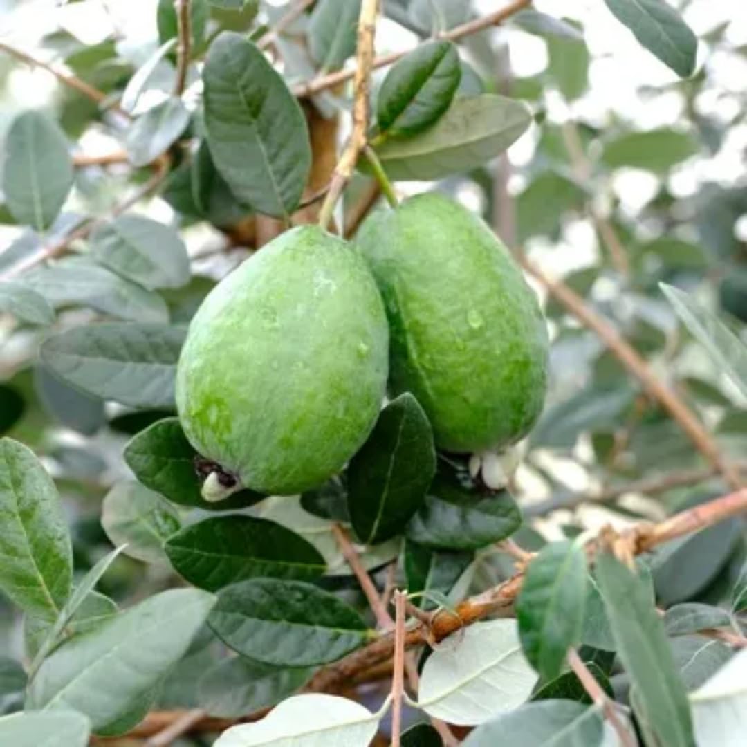 2 Pineapple Guava Trees Live Plants for Outdoor Planting, 4 to 6" Starter Plant, Fragrant and Sweet Guava