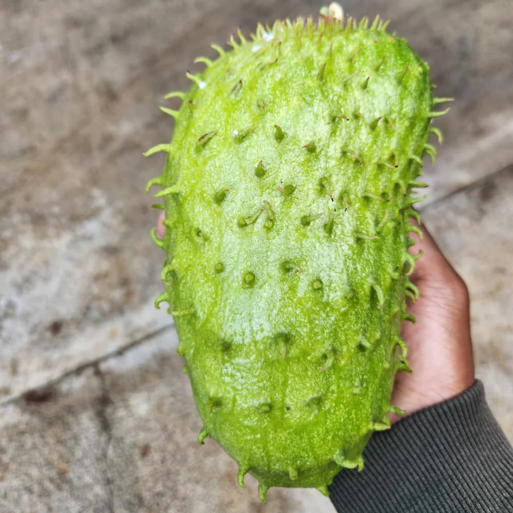 Sweet Giant Soursop Tree Live Plants, 2 Year Old Annona Muricata Guanabana Trees, 3 Gallon Pot, 2 to 3 Feet Tall for Outdoor Garden, No Ship to CA
