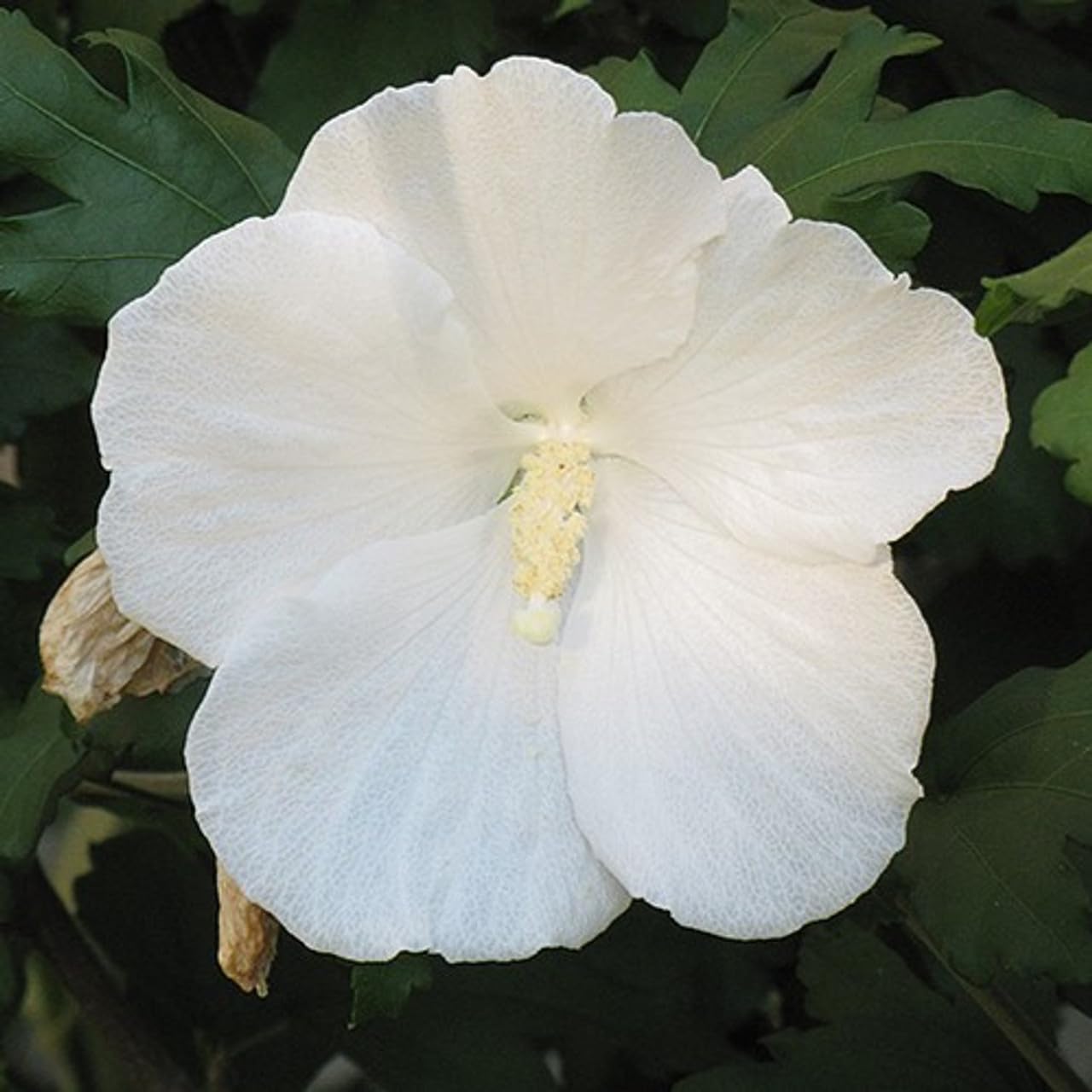 5 White Diana Rose of Sharon Hibiscus (Althea) Shrubs - 10-18" Tall Live Plants - Flowering Bush/Tree Seedlings - Hibiscus syriacus 'Diana' - (Pack of 5)