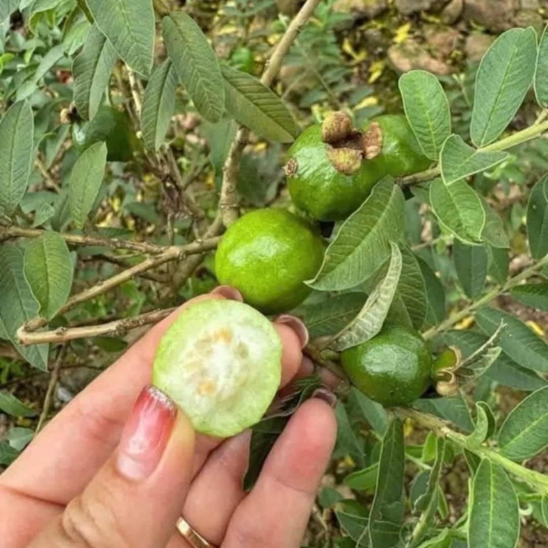 2 Rare Small Leaf Guava Trees Live Plants for Outdoor Planting, 4 to 6" Starter Plant, Fragrant and Sweet Guava, Can Train As Bonsai
