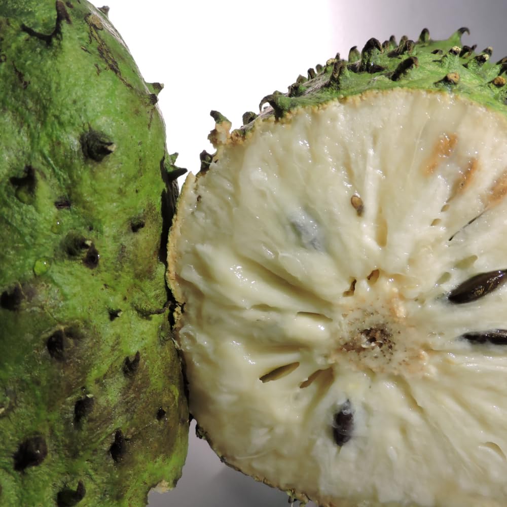 Soursop Tree Live Plant in 3 Gallon Pot, 3 Feet Guanabana Sweet Giant Soursop Fruit Tree 3 Years Old for Planting Outdoor