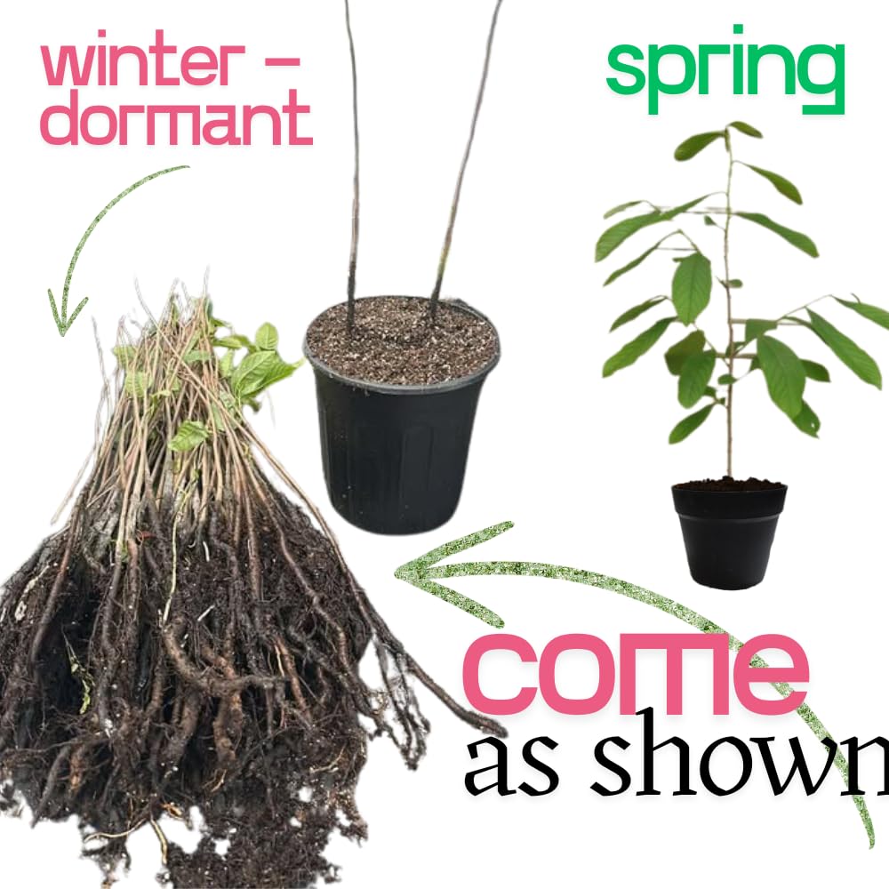 Pack 2 Paw Paw Trees Live Plants, Potted Pawpaw Seedling Plants, 1 Year Old Well Rooted, Common Pawpaw Asimina Triloba, No Leaf in Winter