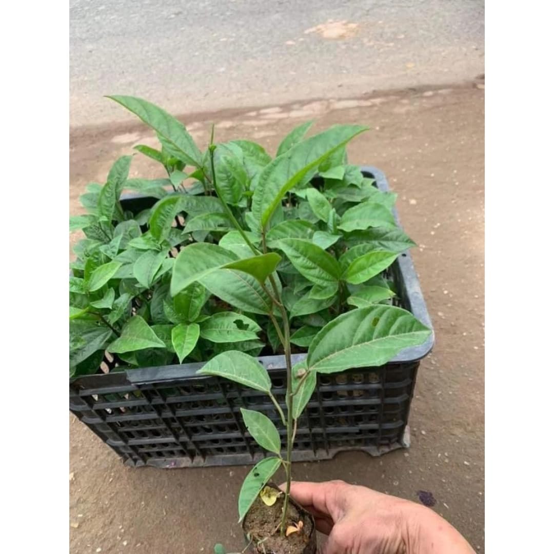 Passion Fruit Tree Live Plant, Purple Passionfruit Vine Plant, Passion Plant 5 to 7 Inc Tall, Gardenining Indoor Outdoor