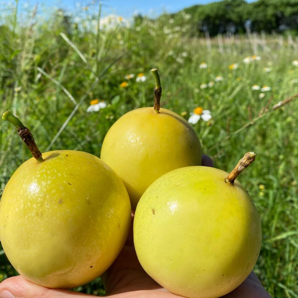 Passion Fruit Plant Live 4-7 Inch, Passionfruit Vine for Outdoor Garden, Tropical Climbing Vine for Trellis, Fence or Backyard Growing (Yellow Passionfruit)