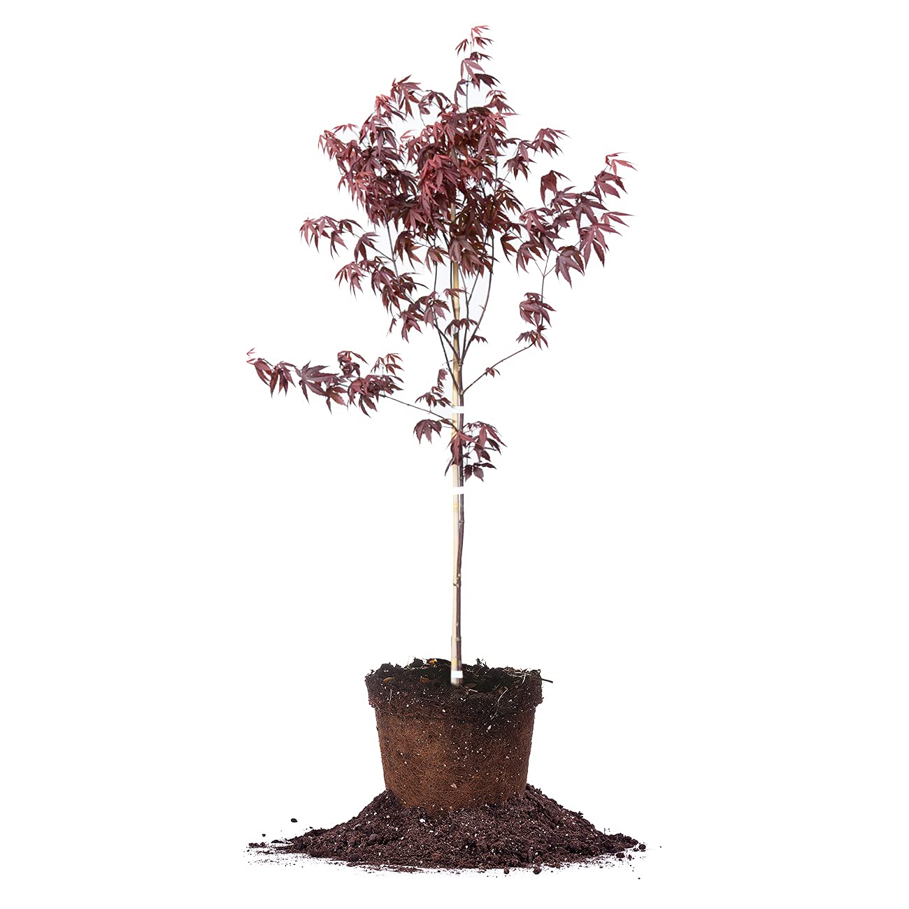 Perfect Plants Bloodgood Japanese Maple Tree 4-5 Feet | Live Plant for Beautiful Autumn Color | Red Leaf Colors Year Round | Small Deciduous Trees for Privacy