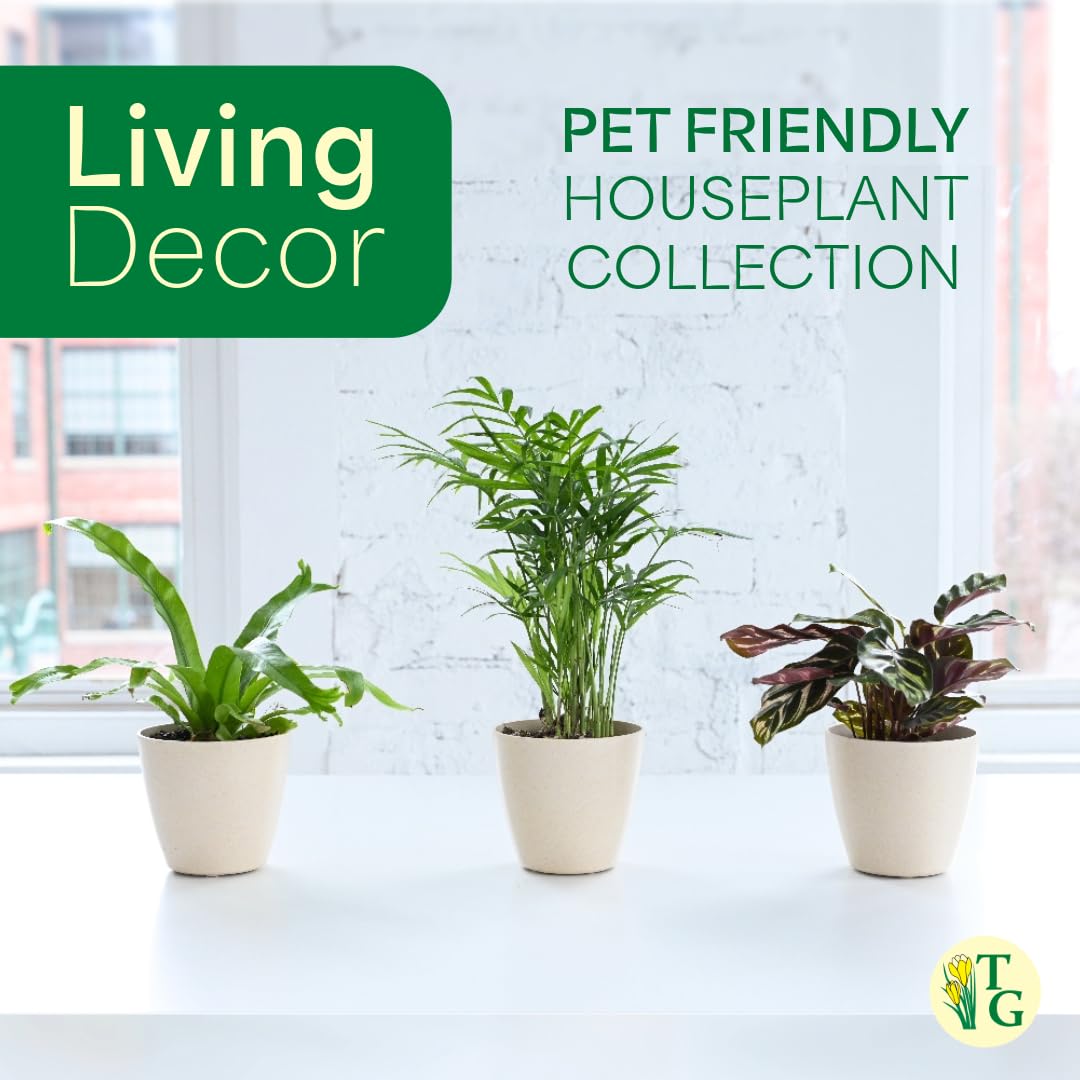 Thorsen's Greenhouse Live Pet Safe Houseplants (4 Pack), Easy to Grow, Pet Friendly & Non-Toxic, Grower's Choice Bundle, 4-inch Diameter Established Plants, Nursery Pot (4-Pack)
