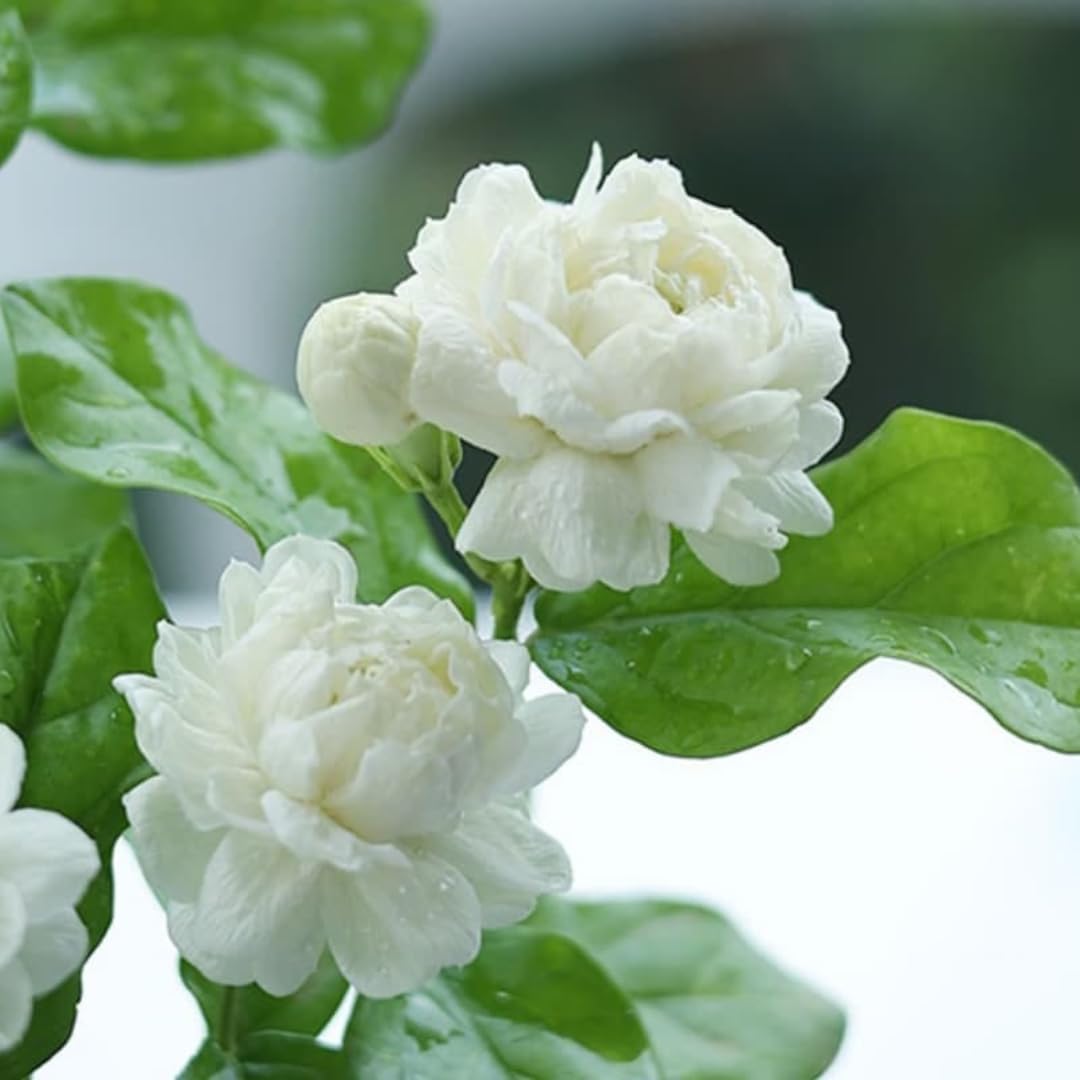 2 Count Jasmine Live Plant | 4 to 6 Inc | Grand Duke of Tuscany Jasmine | Produce Fragrant Flowers | Housewarming Friendship Gifts for Women Best Friend Presents for Mom Birthday Gift for New Home