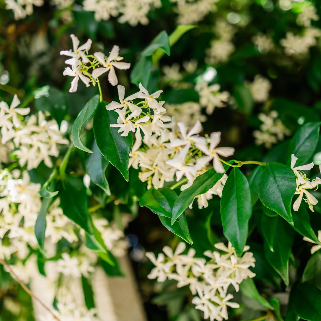 Star Jasmine Plant Live, Fragrant Jasmine Vine, 10 Inches Tall in 3 Inch Pot, Ready for Indoor or Outdoor Growing