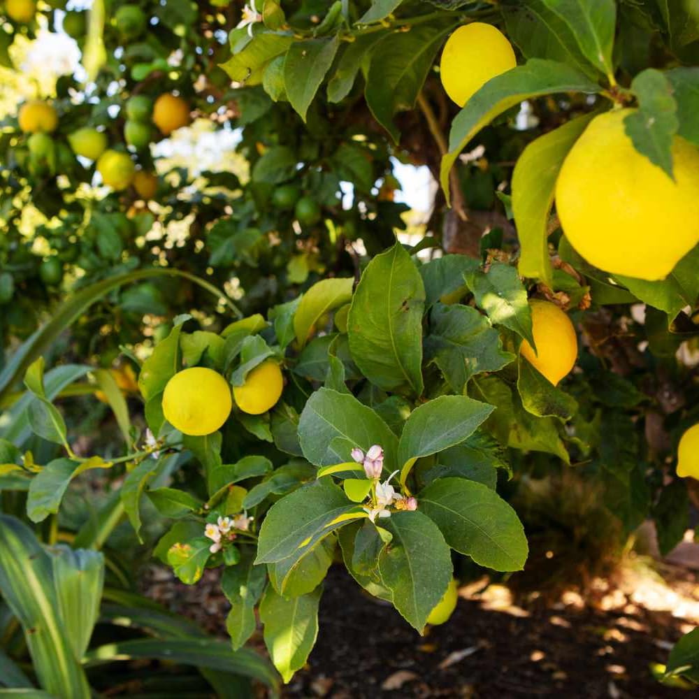 3 Meyer Lemon Trees Live Plants in 4'' Pot, Fragrant Citrus Tree, Hardy and High-Yielding Meyer Lemon Plant for Indoor Outdoor Growing, Ready to Grow, 3-5 Inch Tall