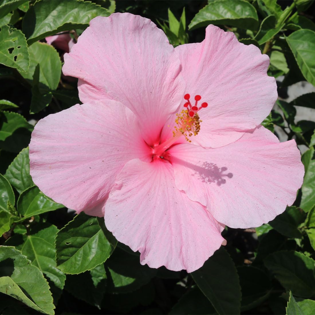 American Plant Exchange Hibiscus Plant 'Pink' – 10-Inch Pot – Live Tropical Flowering Shrub, Outdoor or Indoor Blooming Plant for Patios, Gardens, Balconies & Home Landscape Décor