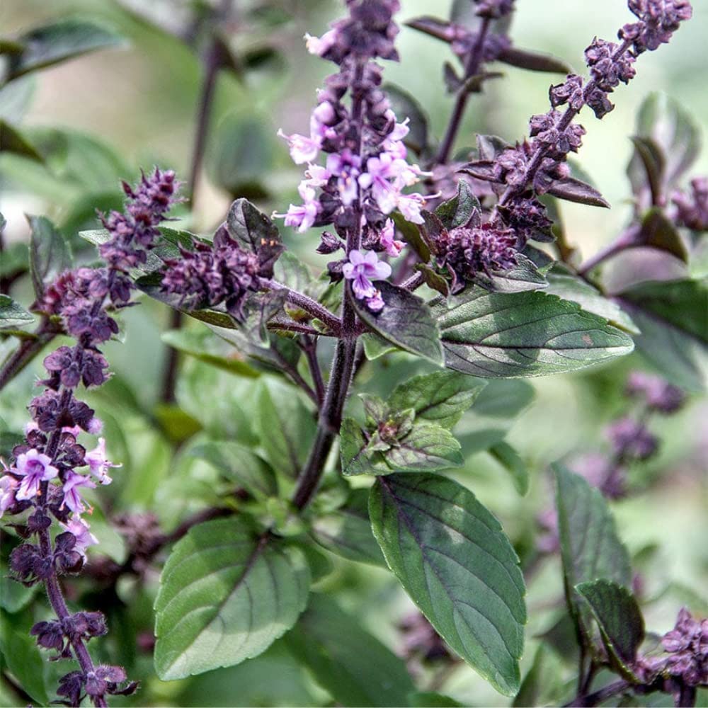 African Blue Basil Plant, 4-6" Tall Basil Plants, Live Herb Plant for Garden