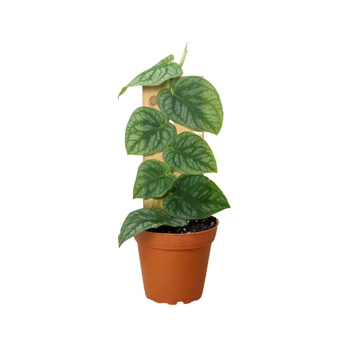 Monstera 'Dubia' (Shingle Plant) | Live Plant for Indoor & Outdoor | for Living Room, Office, Bathroom | (4" Pot, White Cylinder)