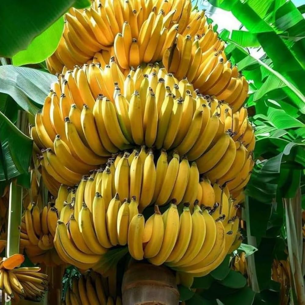 Grand Nain Banana Tree Live Plant, Banana Fruit Plant Well Rooted, 5 to 7 Inch Tall, No Pot