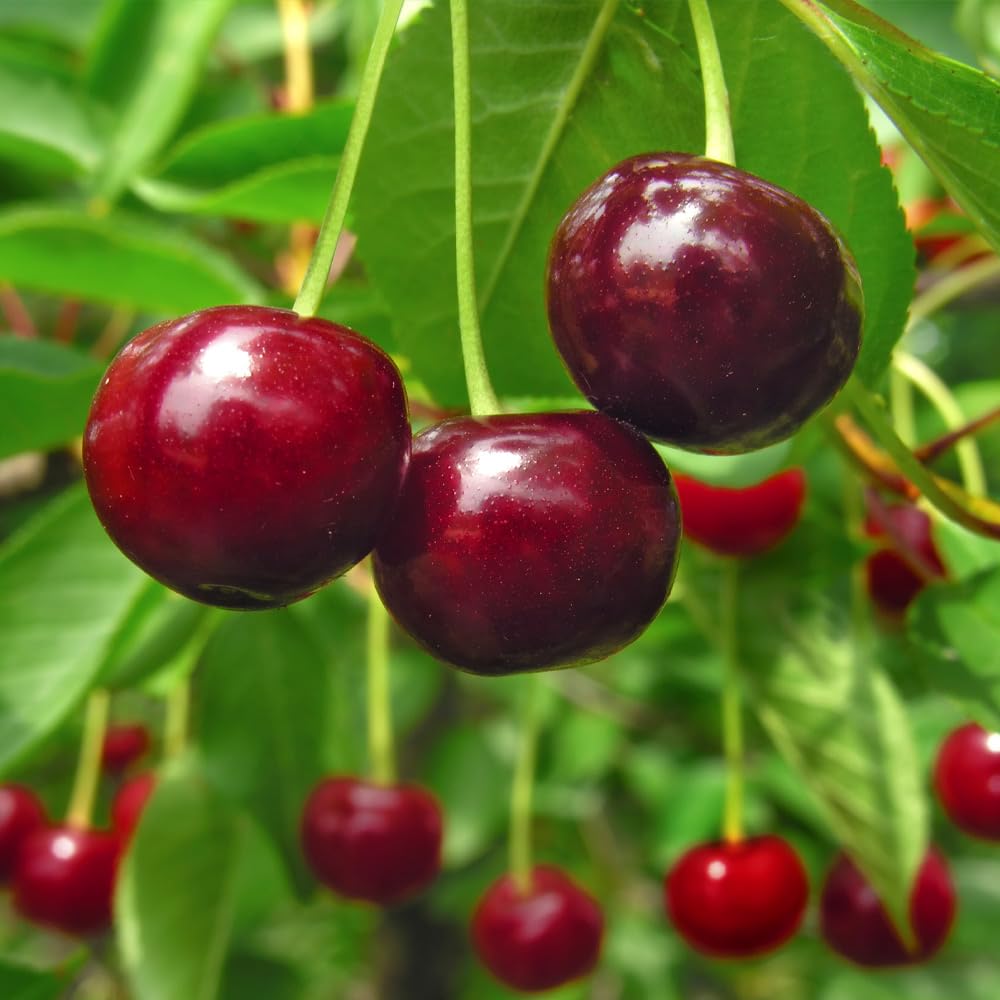 Brighter Blooms - Stella Cherry Tree, 3-4 ft. - No Shipping to AZ, CA, CO, ID, OR, WA