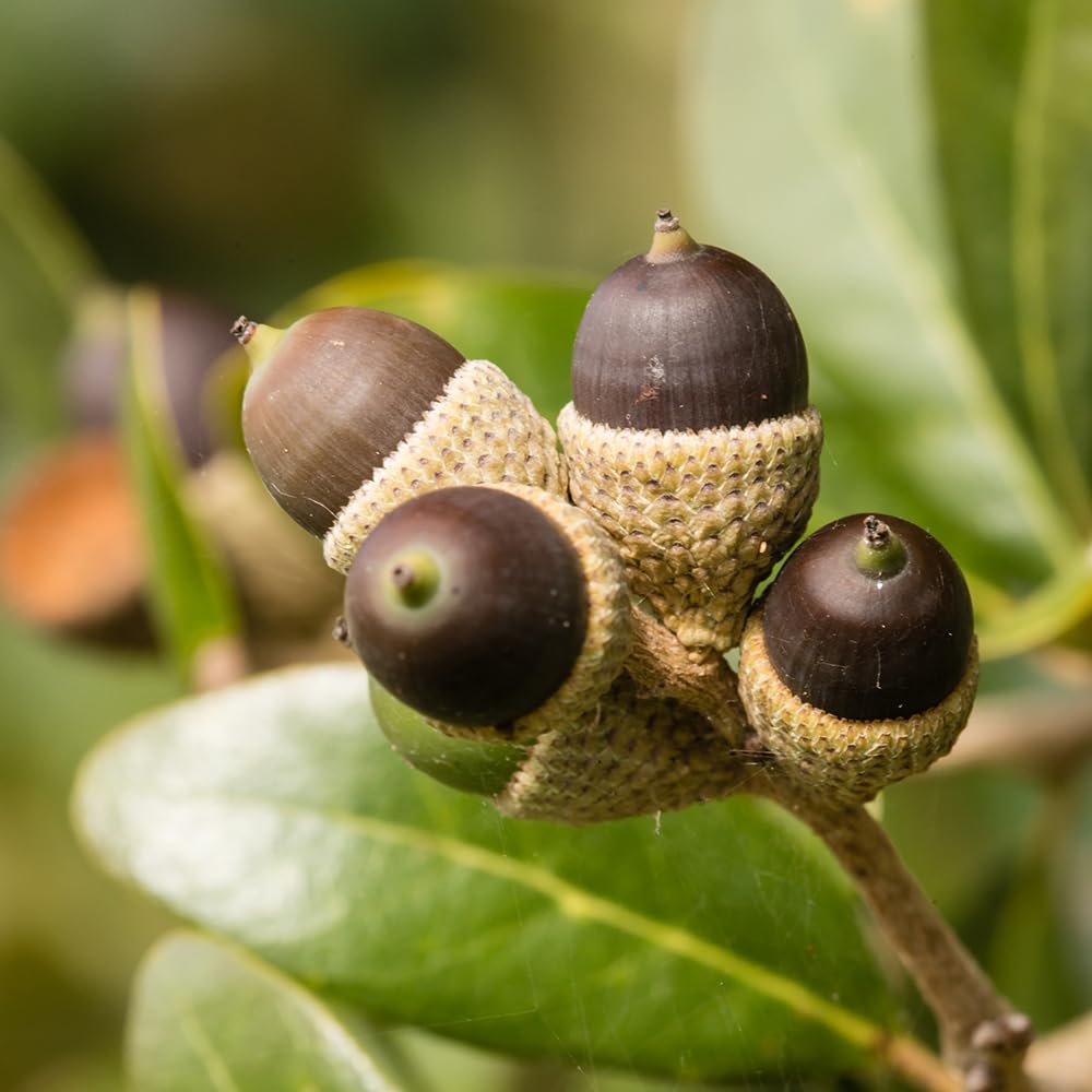 Live Oak Tree, Evergreen, Nut Producing, Long Living, Canopy/Shade Tree, 2-3 ft Tree Height, 1 gal. Nursery Pot (Due to Agricultural Laws, we Cannot Ship to CA, AZ, AK, or HI)