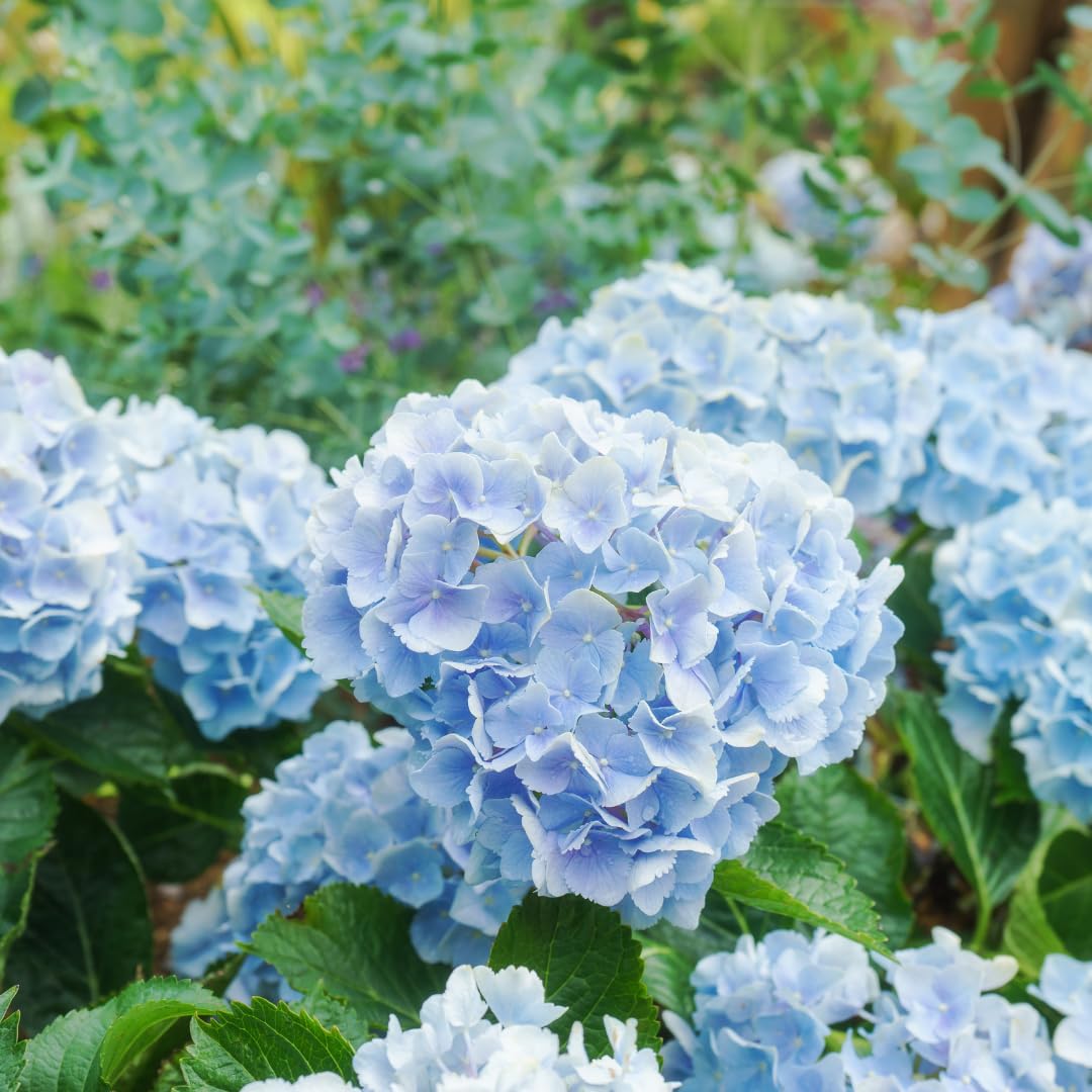Winter Hardy Pink Shades to Blue Purple Hydrangea Bush Tree Live Shrub Plant, 6-12" Blue to Smooth Pink to Purple Blooms, Established Roots, Dormant, No Leaf