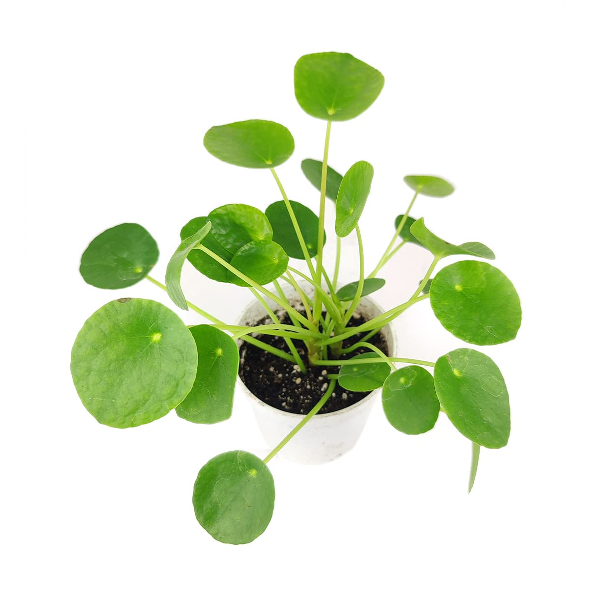 Pilea Peperomioides (4" Grower Pot) - Air-Purifying Bright Light Houseplant - Easy to Care Houseplant Decoration for Office and Apartment