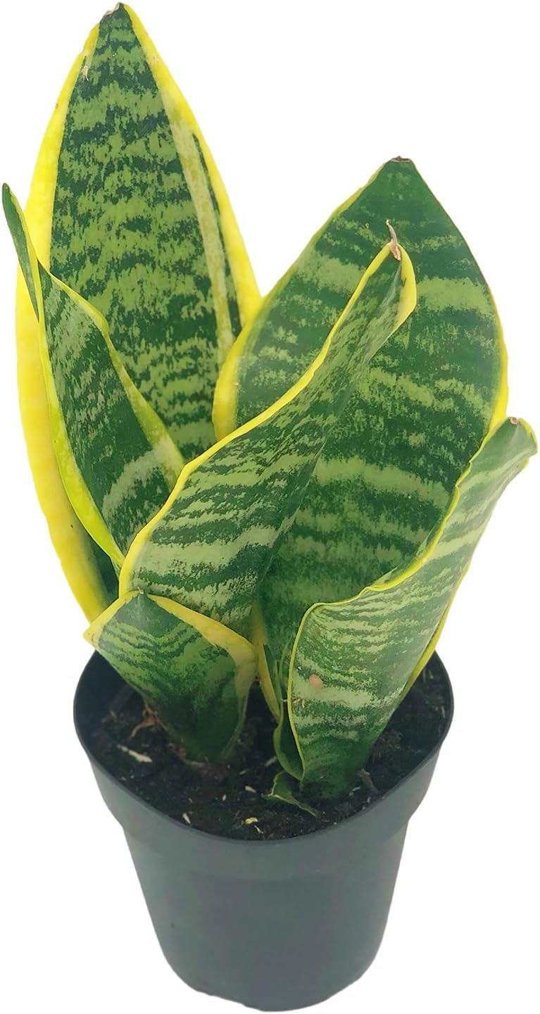 Live Snake Plant & Pothos Plant Bundle - Epipremnum aureus Golden Pothos and Snake Plant Sansevieria Superba Trifasciata - ragnaroc Tropical Plant 5-8” Tall - 2ct Live Arrival Guaranteed