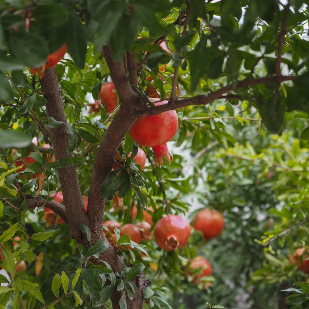 Wonderful Pomegranate Live Plant 4" Pot, Sweet Edible Pomegranate Fruit Plant for Indoor Outdoor Garden