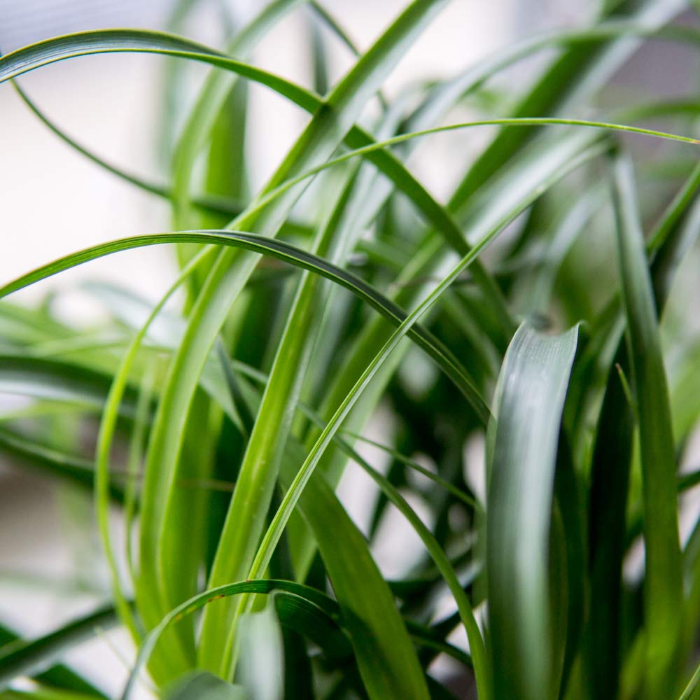Perfect Plants Ponytail Palm | Beaucarnea Recurvata | 10in Tall | Easy Care Houseplant | Perfect for Bright Light Conditions, 6 in Grower's Pot, | Air Purifying