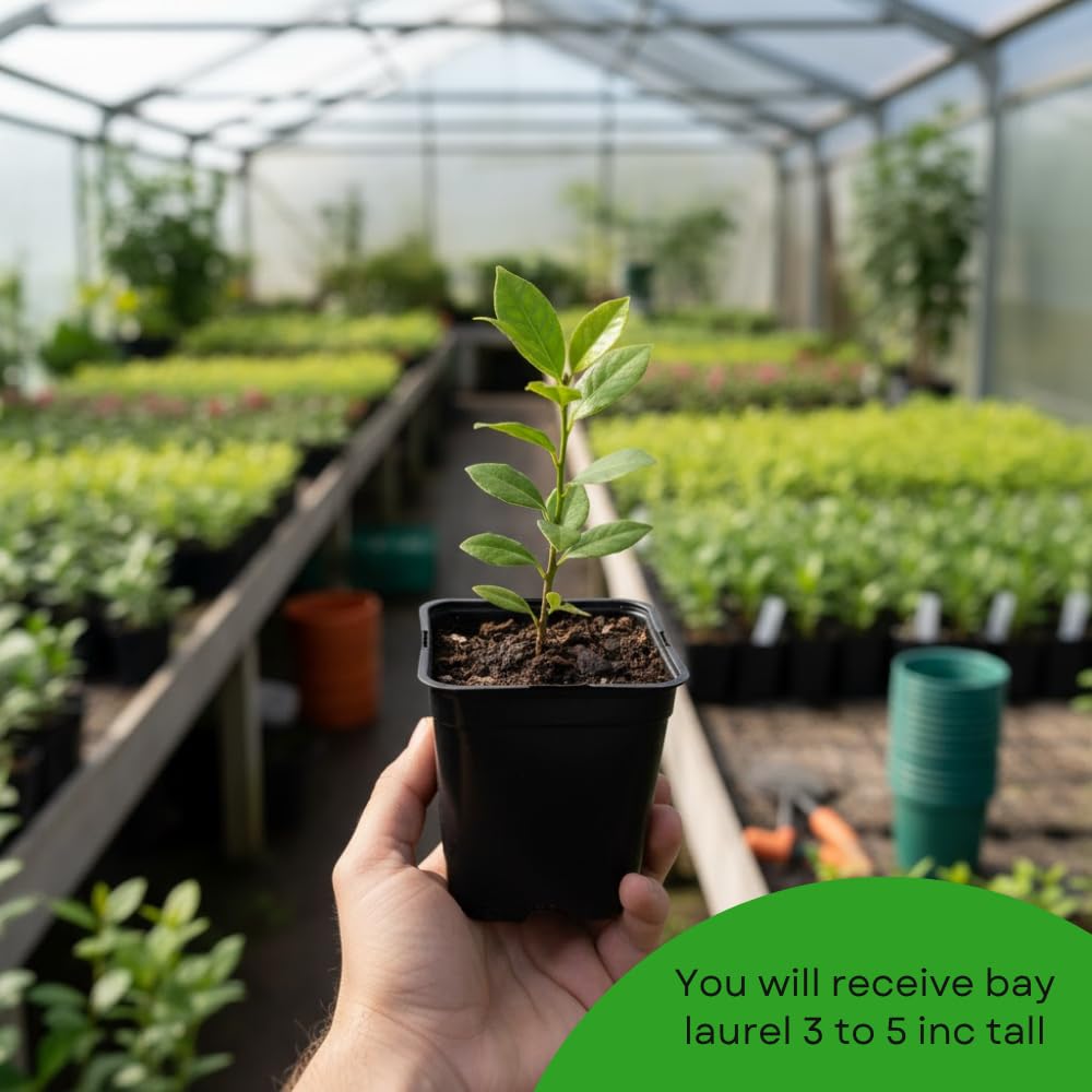 Bay Leaf Tree Live Plant, Bay Leaf Plant Live, 3-5 Inches Tall, Culinary Herb Plant, Indoor Outdoor Herb Garden Starter