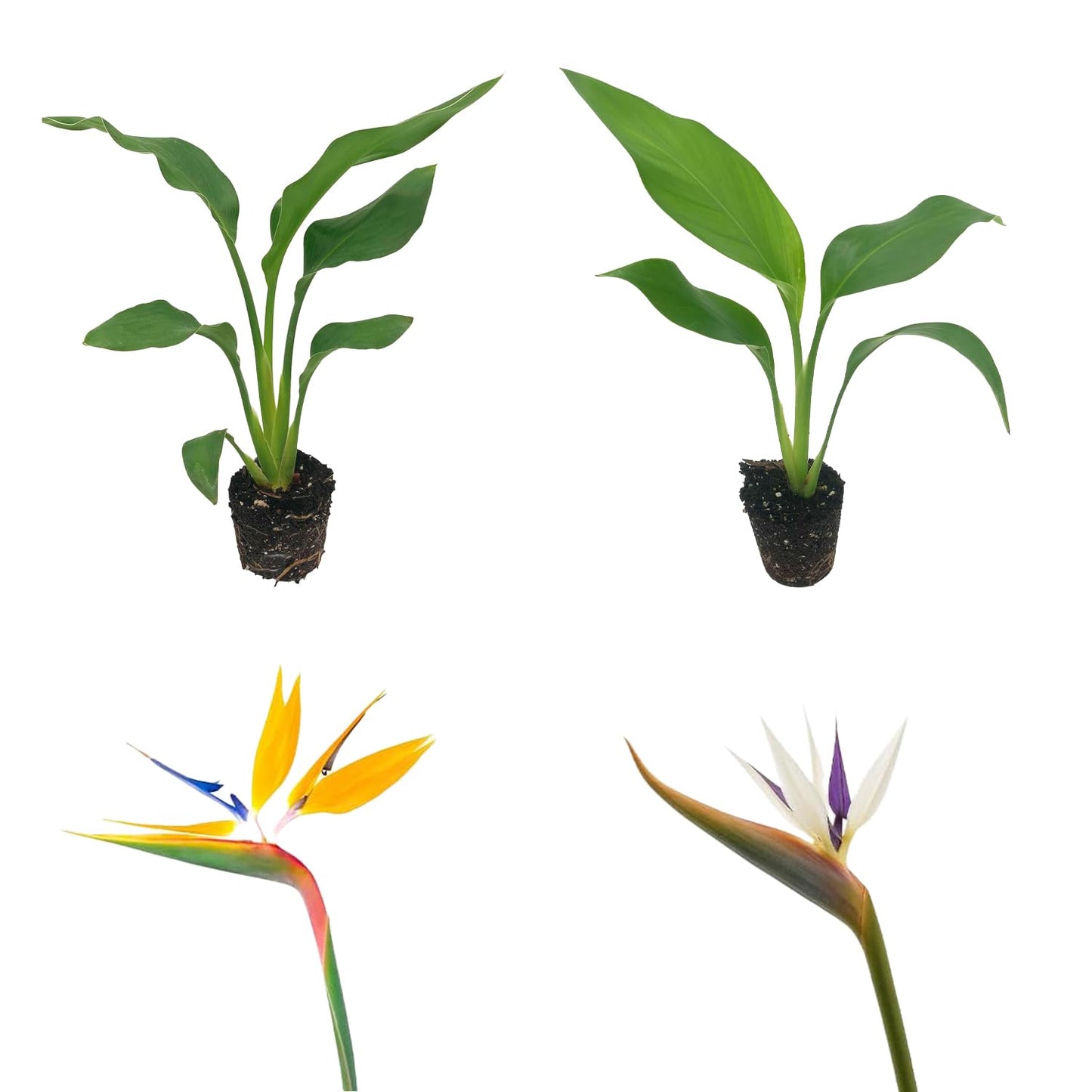 Live Orange & White Birds of Paradise Plant Variety - 'Birds of Paradise' Strelitzia nicolai - ragnaroc Tropical Plant 6-10” Tall - 2ct - Live Arrival Guaranteed - House Plants for Home Decor & Gift
