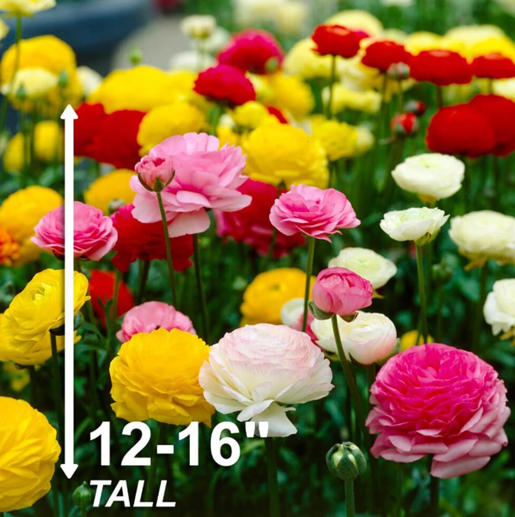 10PCS Mixed Color Ranunculus Flower Bulbs Spring or Fall Planting Cut Flower Garden Low-Growing Border Plant Easy to Grow Spring Blooming